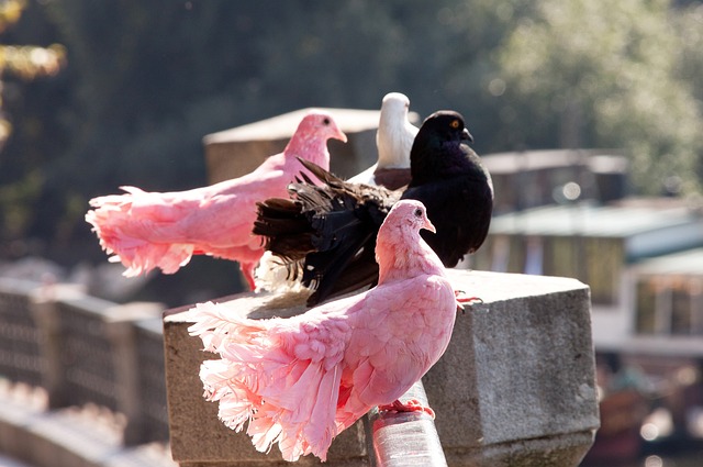 队的核心战 队的核心战